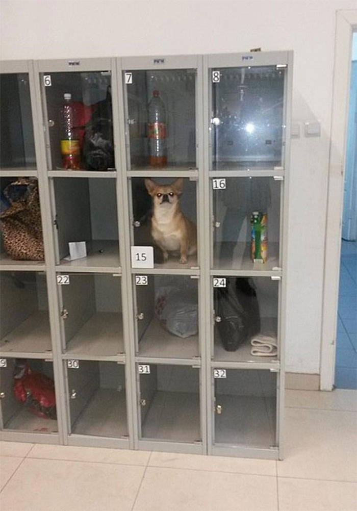 22 enfoirés qui ne méritent pas leurs animaux de compagnie