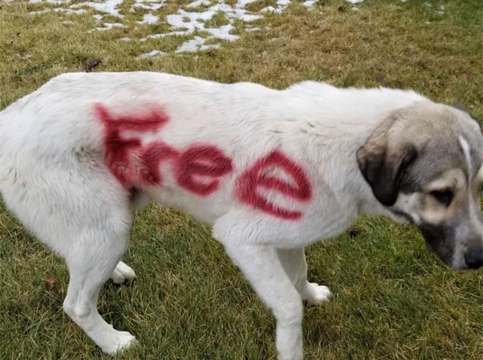 22 enfoirés qui ne méritent pas leurs animaux de compagnie