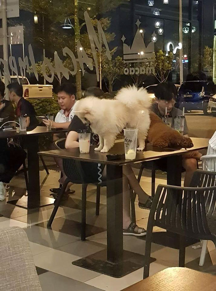 22 enfoirés qui ne méritent pas leurs animaux de compagnie