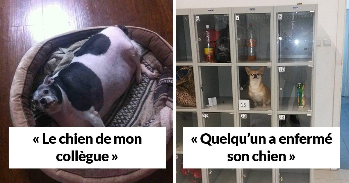 22 enfoirés qui ne méritent pas leurs animaux de compagnie