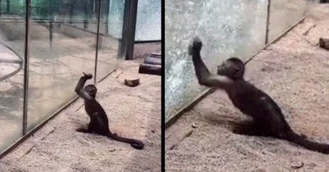 Le visiteur d’un zoo a vu un singe affûter une pierre qu’il a utilisée plus tard pour briser la vitre de son enclos