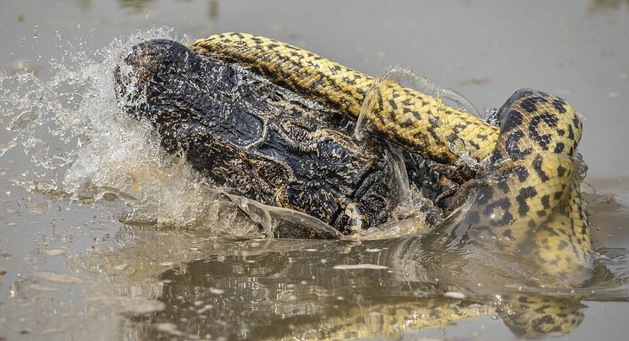 Un anaconda de 8,5 mètres a tué un crocodile en Amazonie lors d’un combat jusqu’à la mort