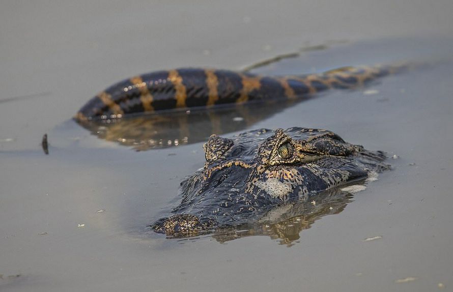 Un anaconda de 8,5 mètres a tué un crocodile en Amazonie lors d’un combat jusqu’à la mort