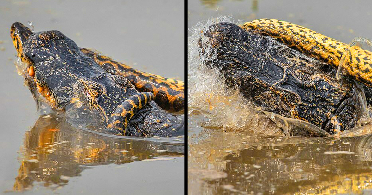 Un anaconda de 8,5 mètres a tué un crocodile en Amazonie lors d’un combat jusqu’à la mort