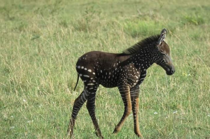 Ce Bebe Zebre Est Ne Avec Des Taches Au Lieu De Rayures 7 Images Ipnoze