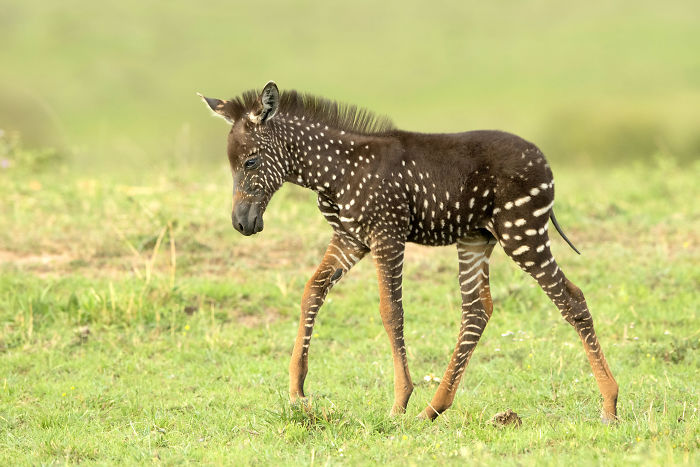 Ce Bebe Zebre Est Ne Avec Des Taches Au Lieu De Rayures 7 Images Ipnoze