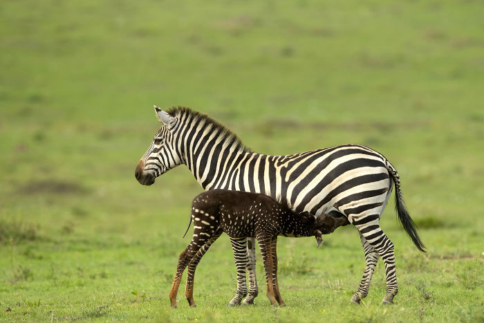 Ce Bebe Zebre Est Ne Avec Des Taches Au Lieu De Rayures 7 Images Ipnoze