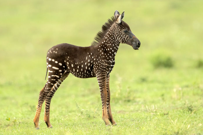 Ce Bebe Zebre Est Ne Avec Des Taches Au Lieu De Rayures 7 Images Ipnoze