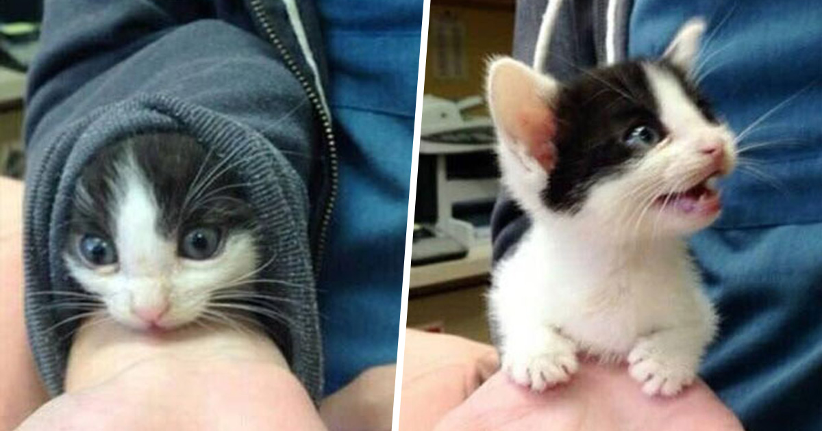 Les Chats Tissent Des Liens Avec Leurs Proprietaires De La Meme Maniere Que Les Enfants Tissent Des Liens Avec Leurs Parents Selon La Science Ipnoze