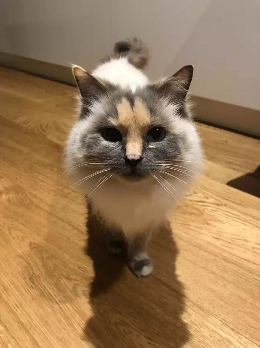 Cette Chatte Avec Un Penis Sur Le Visage Se Cherche Une Maison Ipnoze Cette Chatte Avec Un Penis Sur Le Visage Se Cherche Une Maison Ipnoze