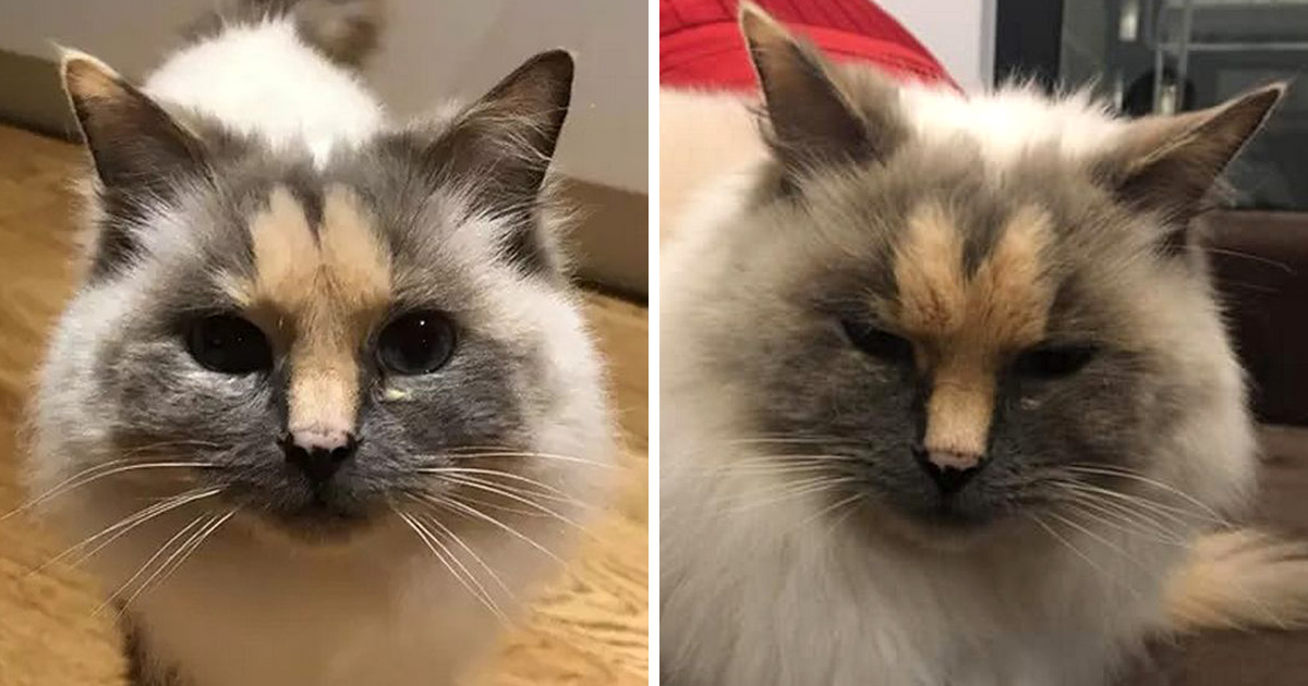 Cette Chatte Avec Un Penis Sur Le Visage Se Cherche Une Maison Ipnoze Cette Chatte Avec Un Penis Sur Le Visage Se Cherche Une Maison Ipnoze