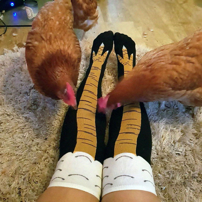 Les chaussettes pattes de poulet existent et elles sont vraiment drôles (19 images)