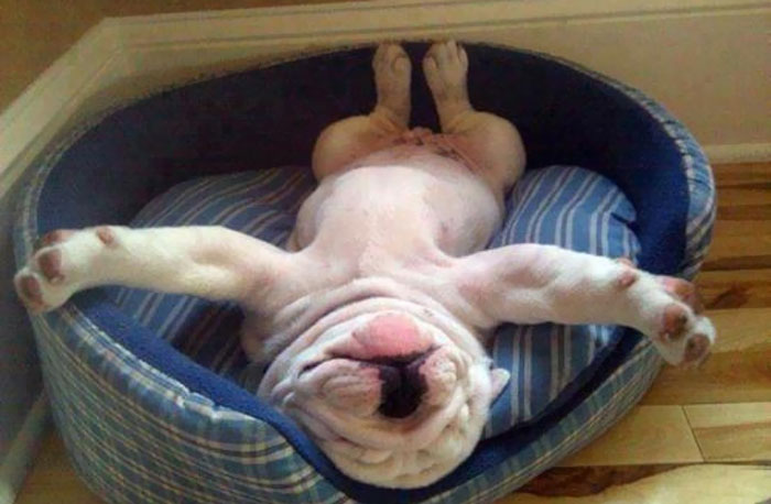 33 Fois Ou Des Chiens Ont Reussi A S Endormir Dans Les Positions Les Plus Inconfortables Et Hilarantes Ipnoze