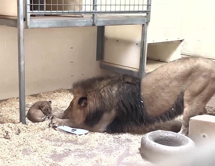 Papa Lion S Accroupit Pour Rencontrer Son Bebe Lionceau Pour La Premiere Fois Dans Cette Adorable Video Ipnoze