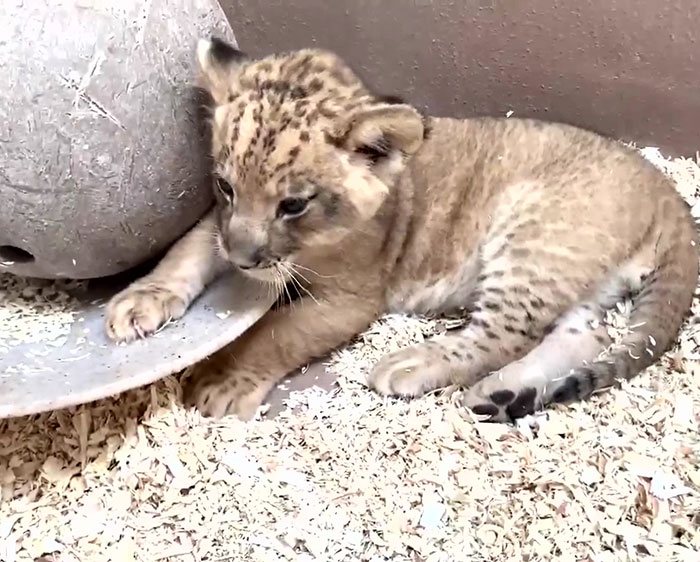 Papa Lion S Accroupit Pour Rencontrer Son Bebe Lionceau Pour La Premiere Fois Dans Cette Adorable Video Ipnoze