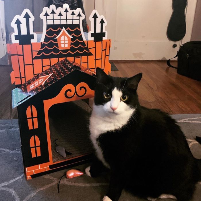 Ces mini maisons hantées pour chats sont parfaites pour Halloween