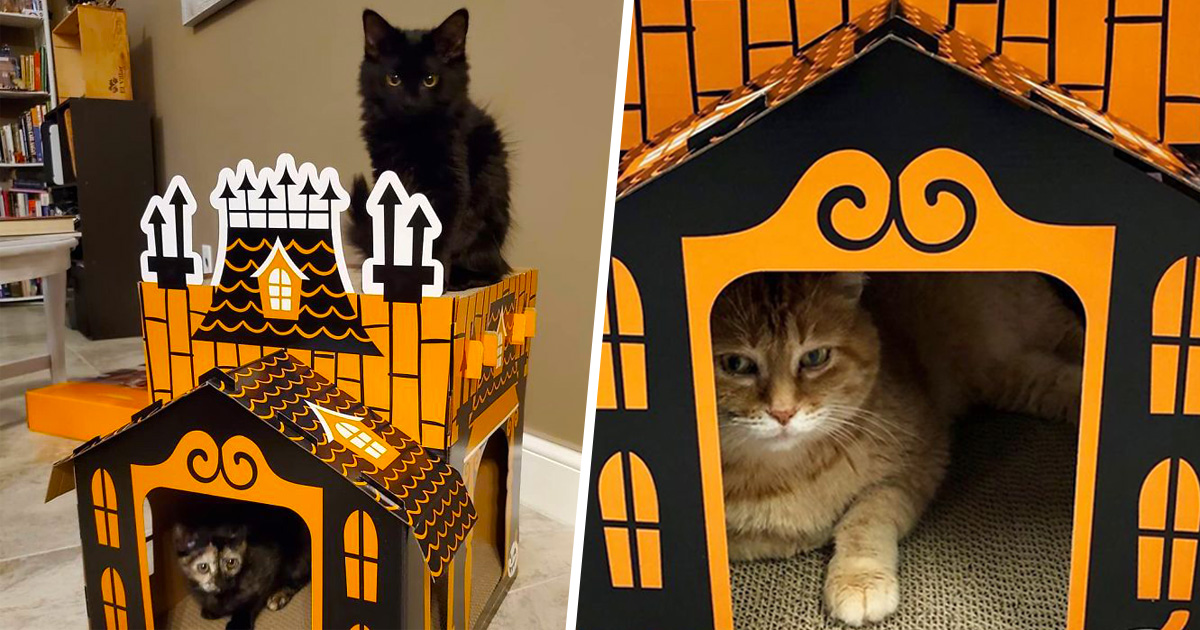 Ces mini maisons hantées pour chats sont parfaites pour Halloween