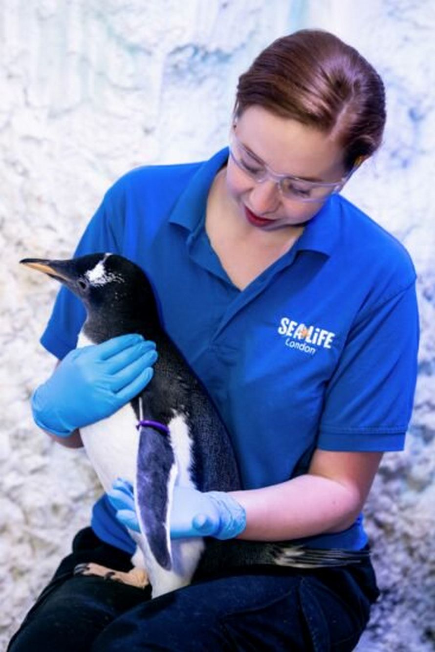 Des manchotes lesbiennes vont élever leur poussin genre neutre
