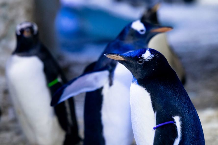 Des manchotes lesbiennes vont élever leur poussin genre neutre