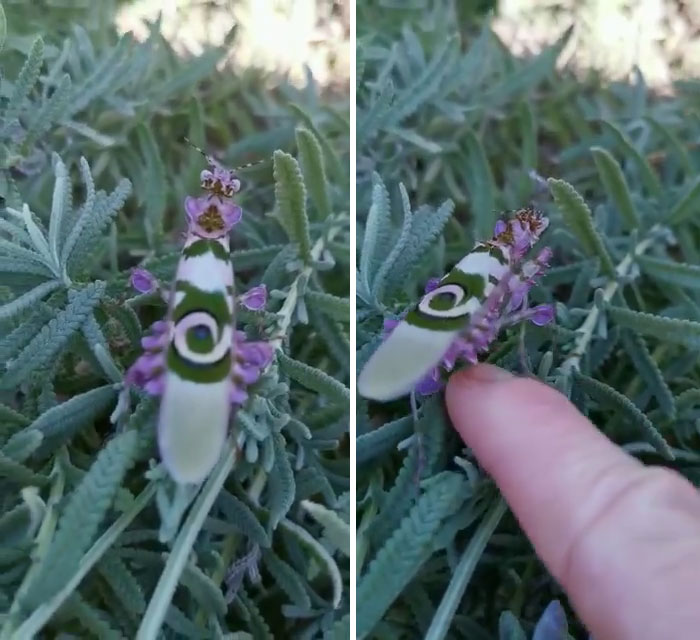 Cette femme a trouvé un insecte que même les personnes détestant les insectes pourraient trouver joli
