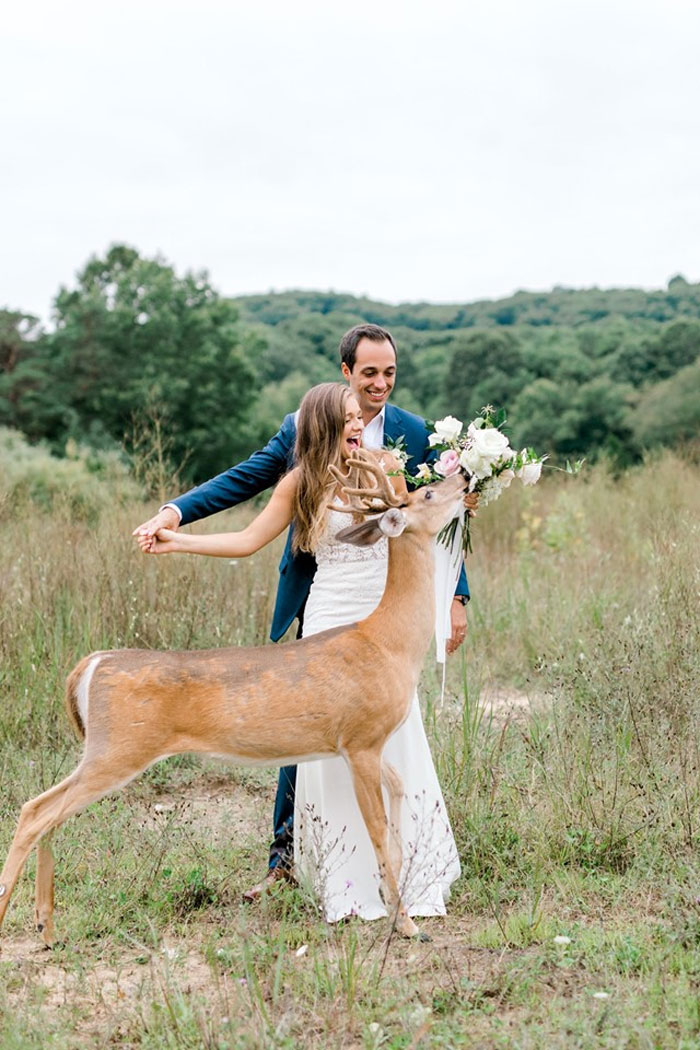Une séance photo de mariage a été interrompue par un cerf et ces 15 images sont vraiment drôles et adorables