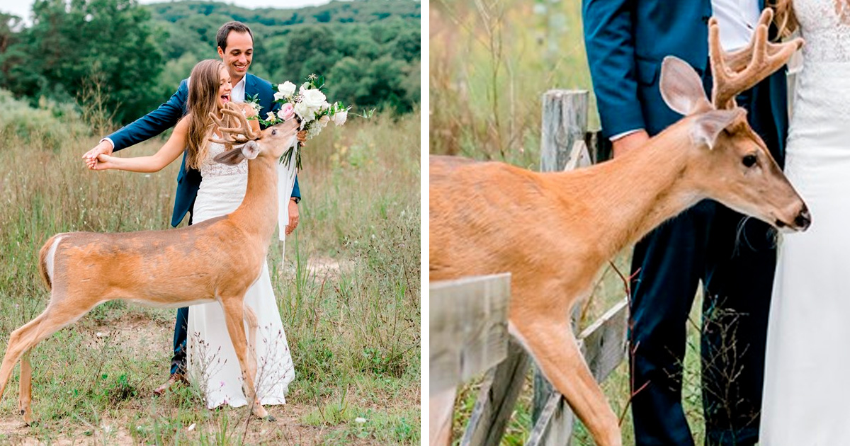 Une séance photo de mariage a été interrompue par un cerf et ces 15 images sont vraiment drôles et adorables