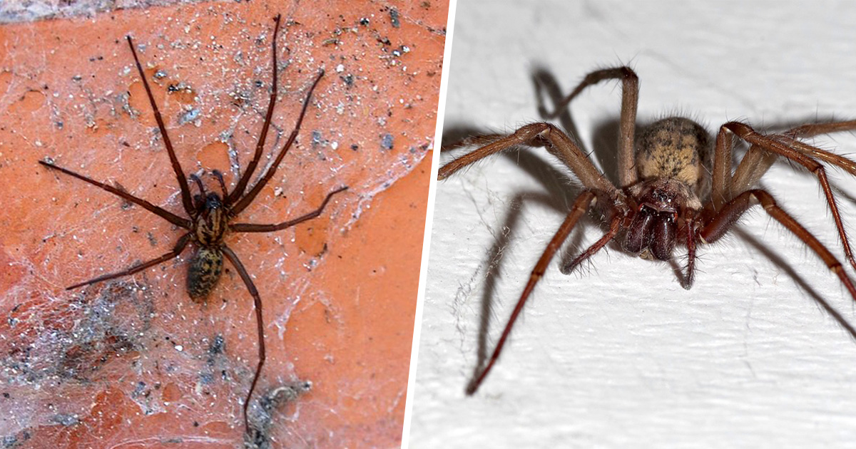 Cet expert vous exhorte à ne pas tuer les araignées qui vivent dans votre maison