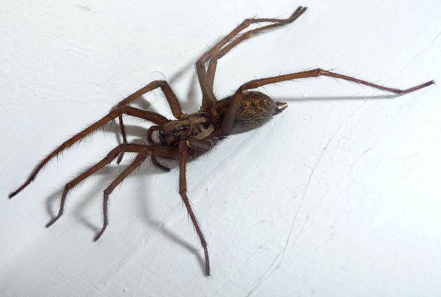 Cet expert vous exhorte à ne pas tuer les araignées qui vivent dans votre maison