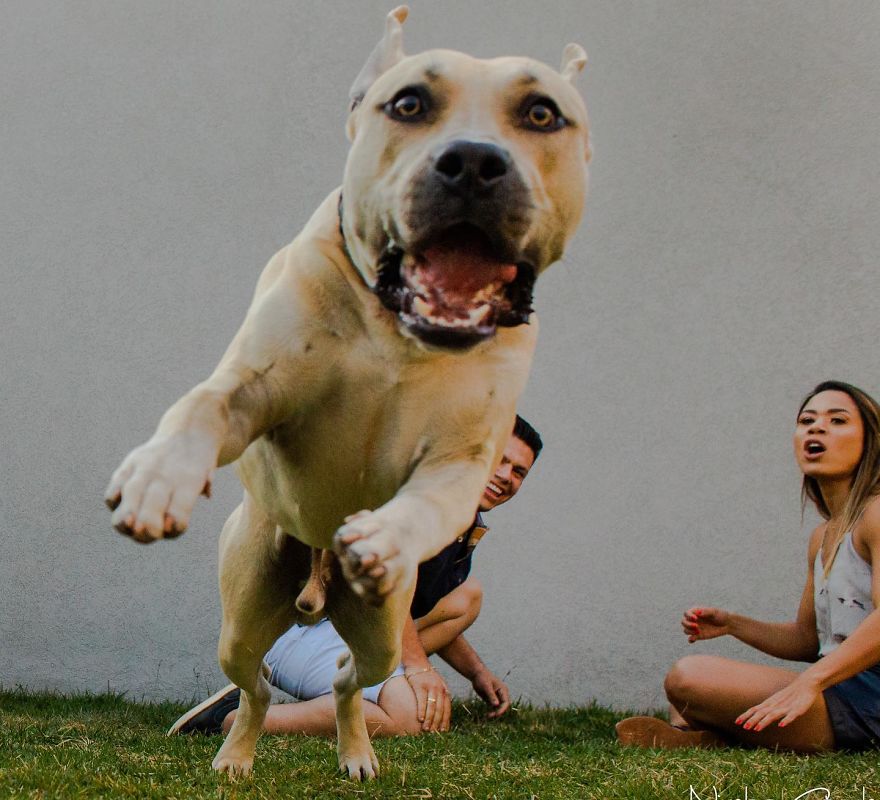 https://www.ipnoze.com/wordpress/wp-content/uploads/2019/09/photos-avant-mariage-chien-drole-nicolas-carrelo-010.jpg