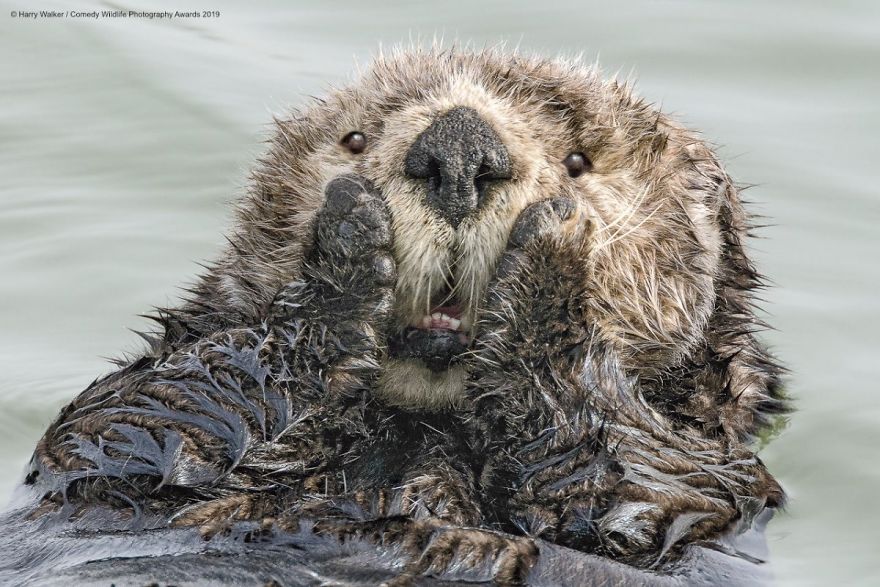 33 soumissions les plus drôles des Prix de photographie humoristique de la faune 2019