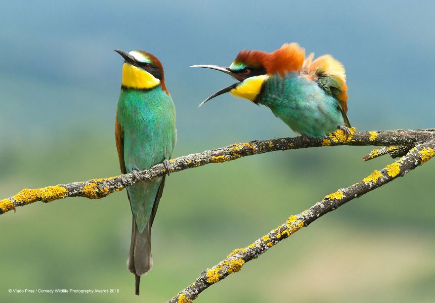 33 soumissions les plus drôles des Prix de photographie humoristique de la faune 2019