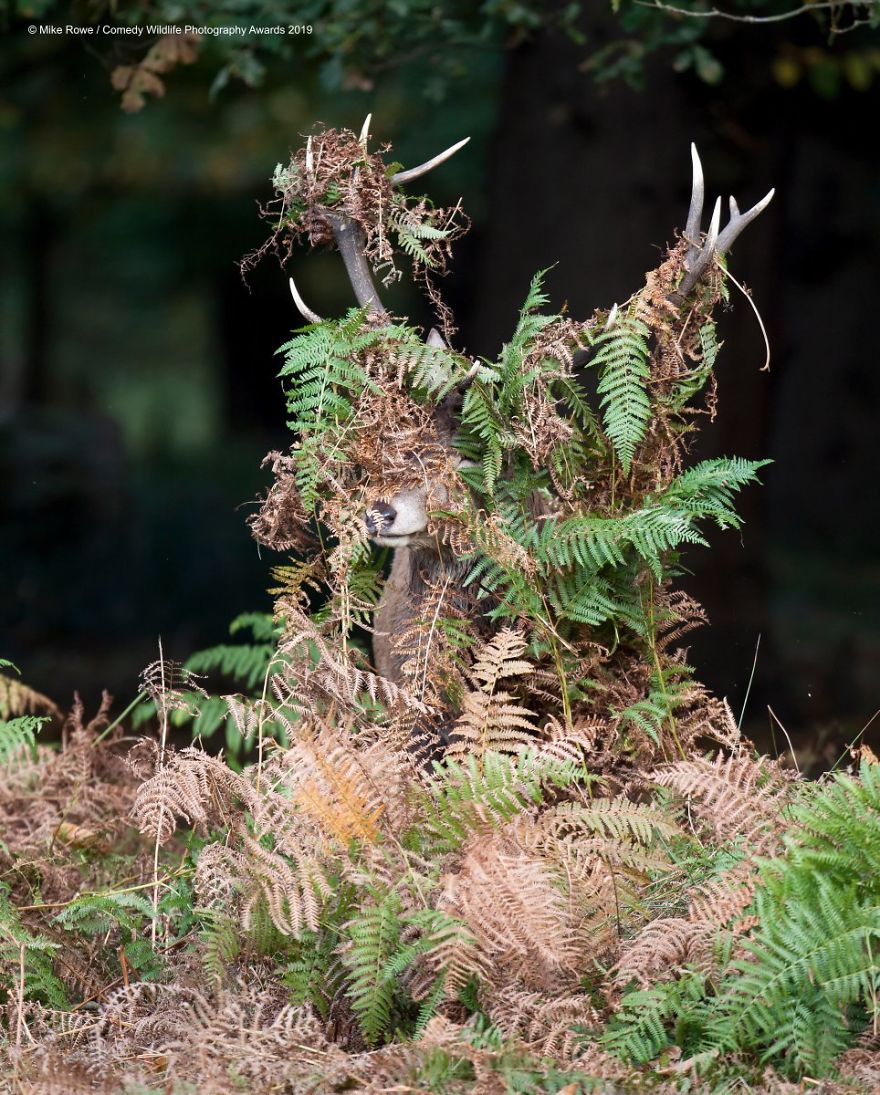 33 soumissions les plus drôles des Prix de photographie humoristique de la faune 2019