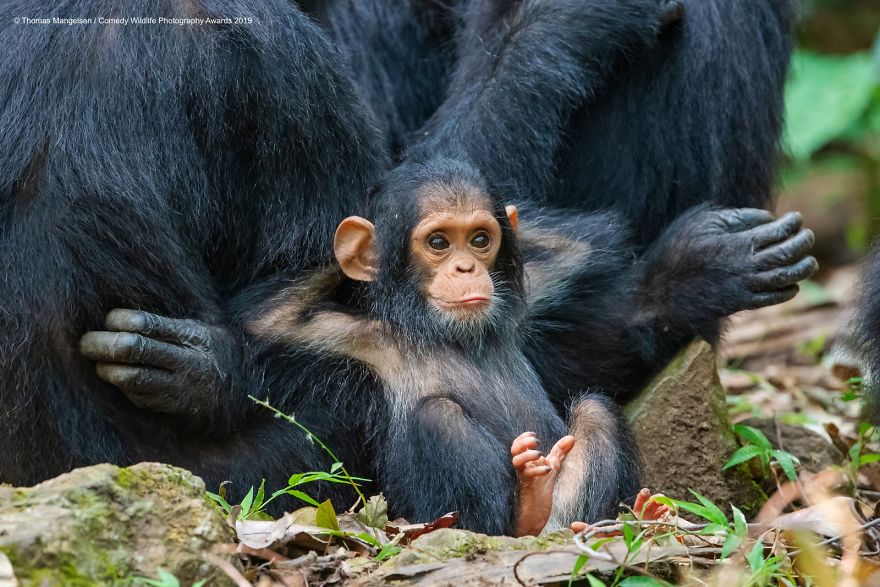 33 soumissions les plus drôles des Prix de photographie humoristique de la faune 2019