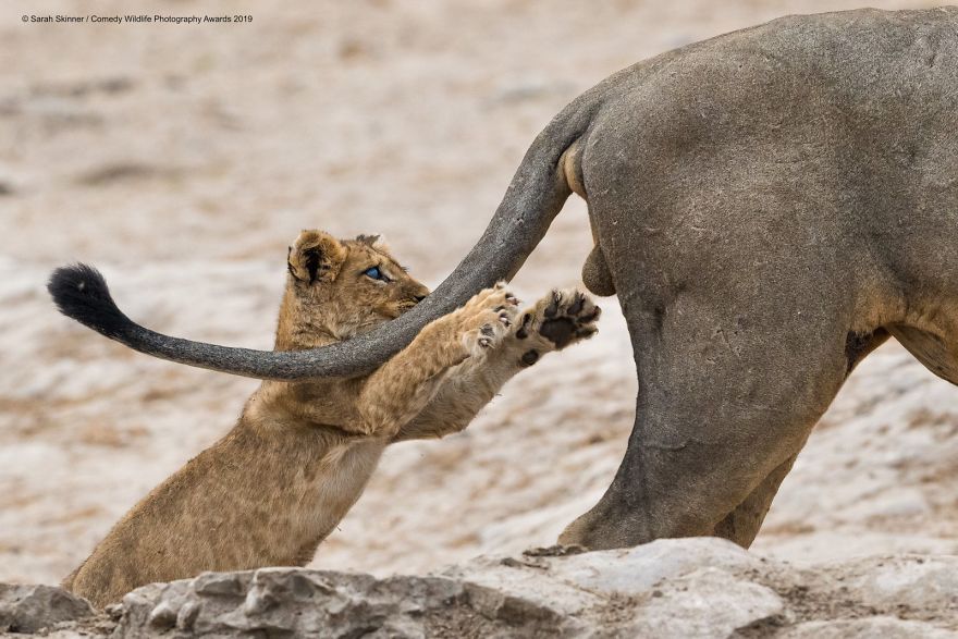 33 soumissions les plus drôles des Prix de photographie humoristique de la faune 2019