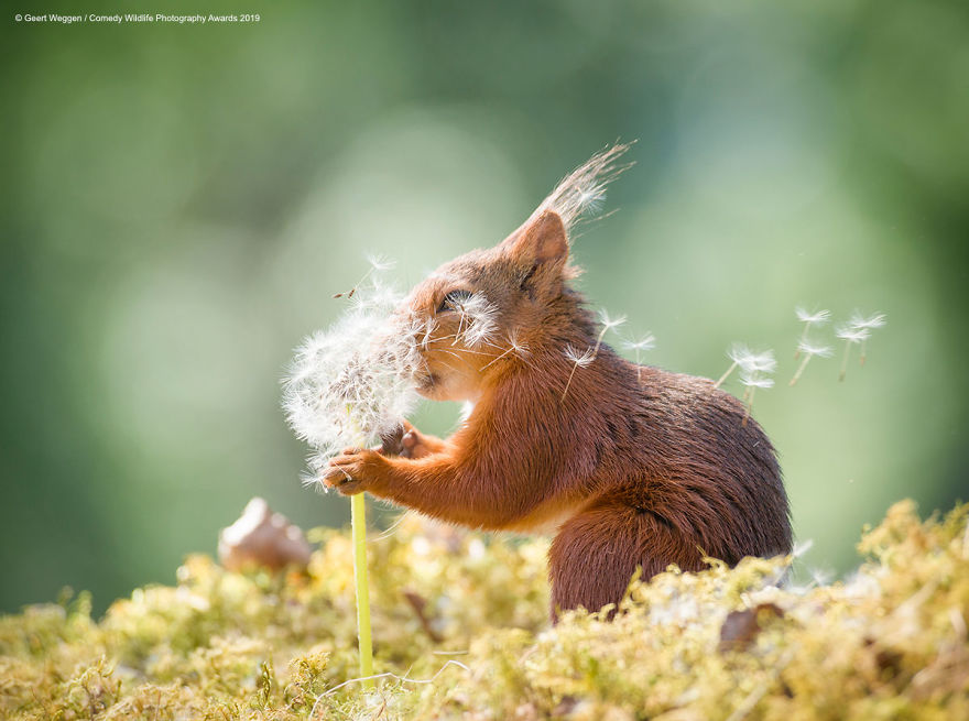 33 soumissions les plus drôles des Prix de photographie humoristique de la faune 2019