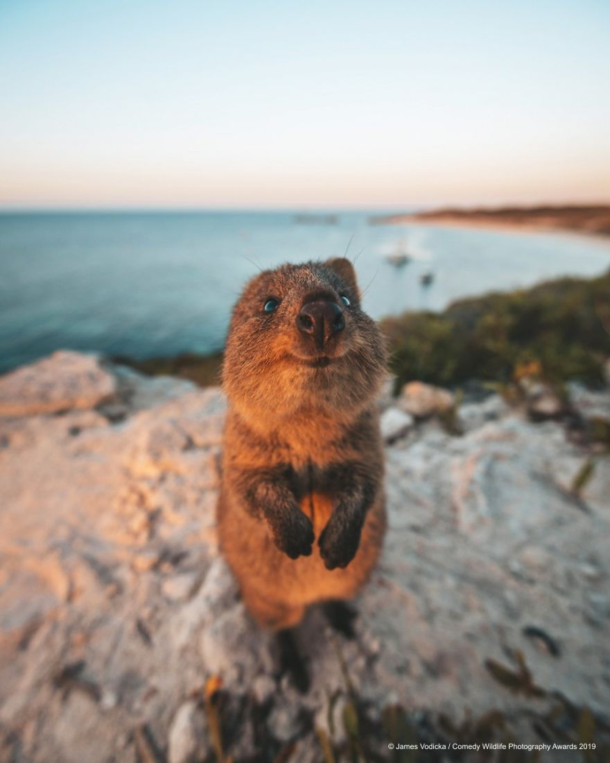 33 soumissions les plus drôles des Prix de photographie humoristique de la faune 2019