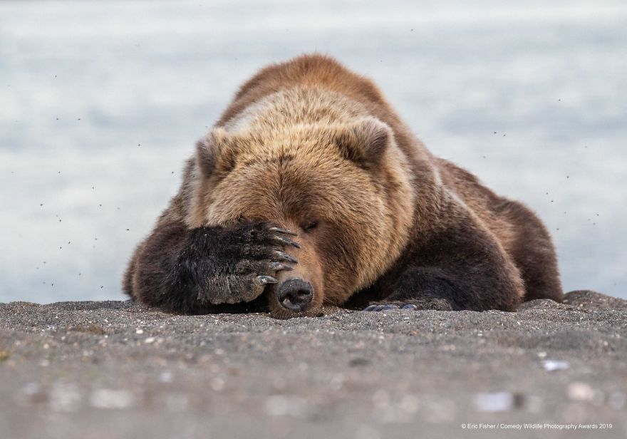 33 soumissions les plus drôles des Prix de photographie humoristique de la faune 2019