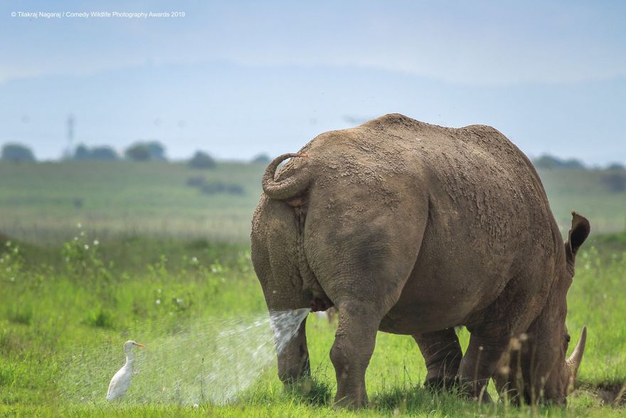33 soumissions les plus drôles des Prix de photographie humoristique de la faune 2019