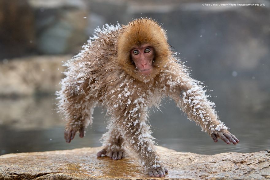 Avoir Images 33 Soumissions Les Plus Droles Des Prix De Photographie le plus cool salutations