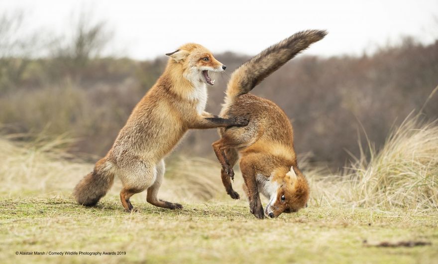 33 soumissions les plus drôles des Prix de photographie humoristique de la faune 2019