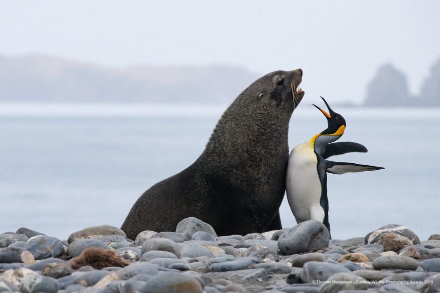 33 soumissions les plus drôles des Prix de photographie humoristique de la faune 2019