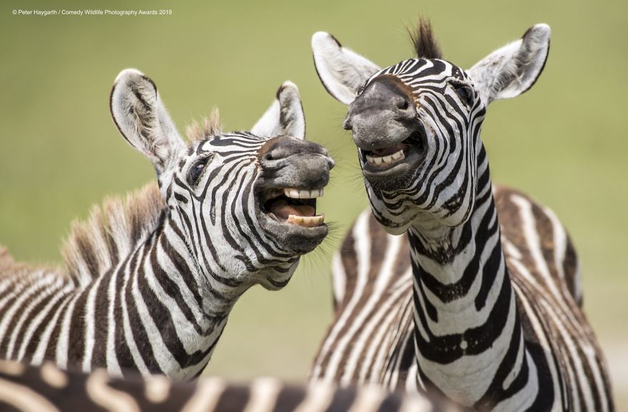 33 soumissions les plus drôles des Prix de photographie humoristique de la faune 2019
