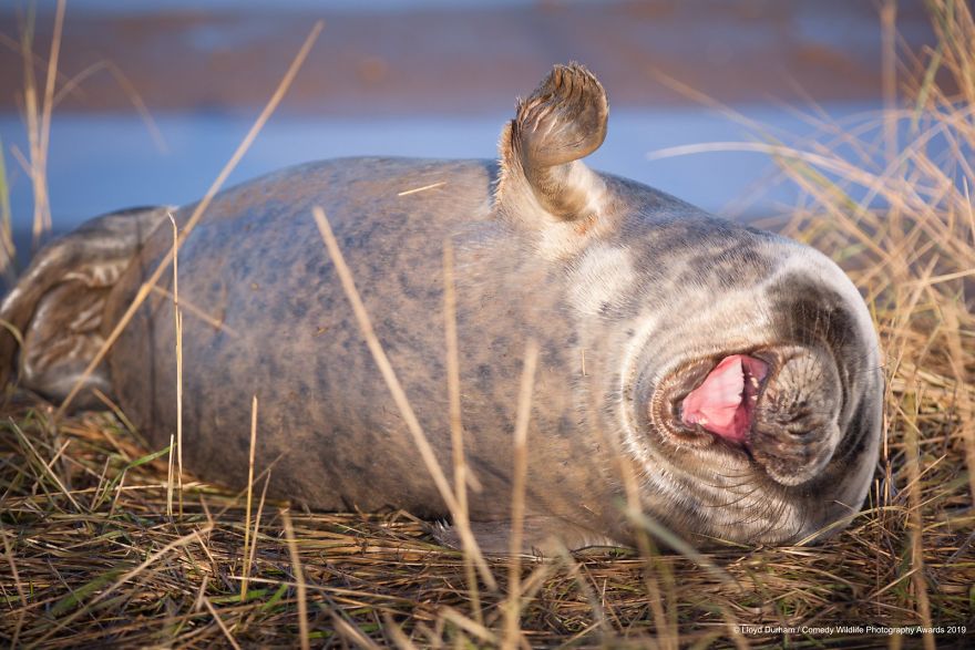 33 soumissions les plus drôles des Prix de photographie humoristique de la faune 2019