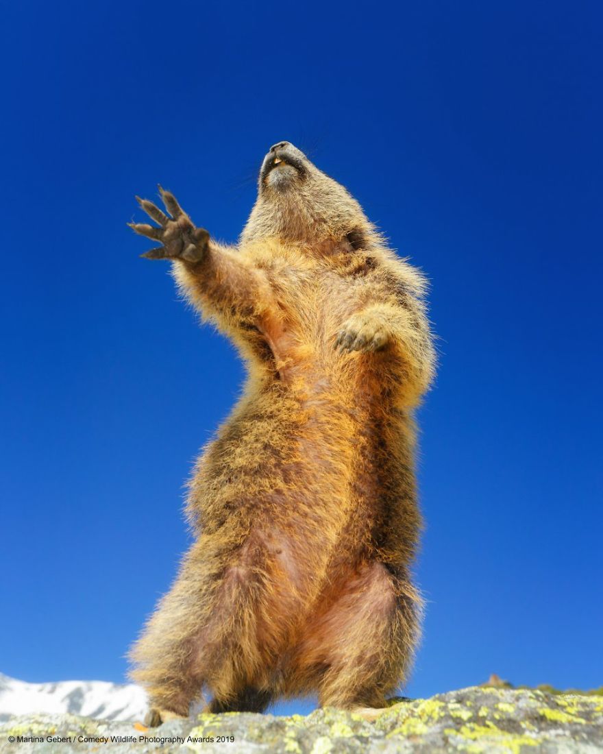 33 soumissions les plus drôles des Prix de photographie humoristique de la faune 2019