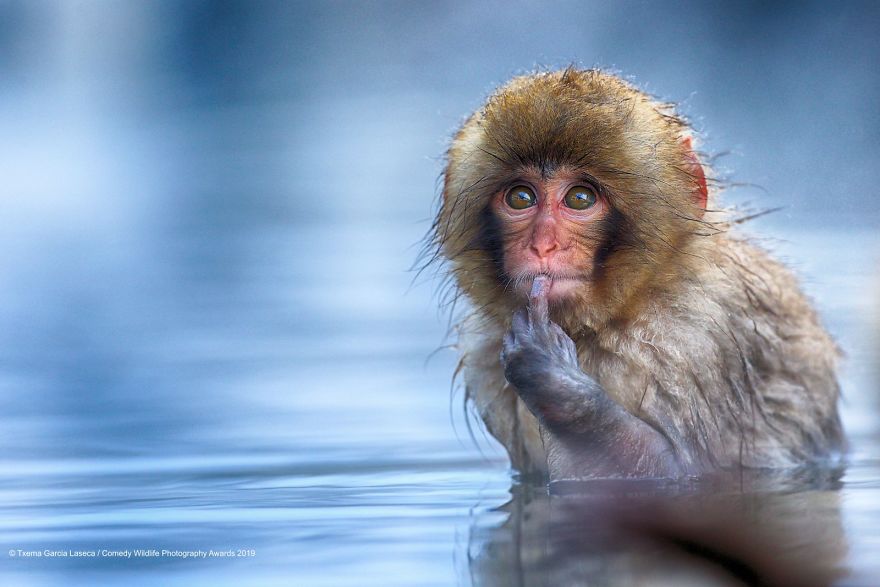 33 soumissions les plus drôles des Prix de photographie humoristique de la faune 2019