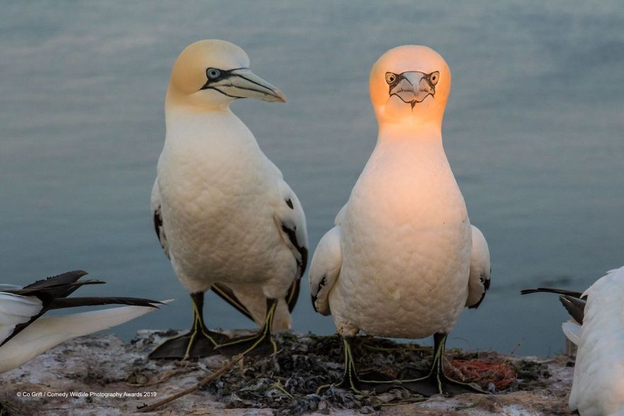 33 soumissions les plus drôles des Prix de photographie humoristique de la faune 2019
