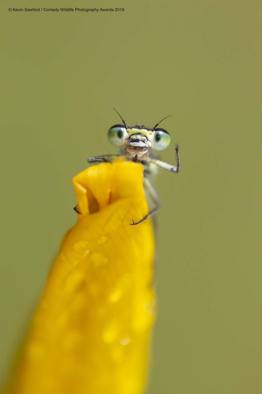33 soumissions les plus drôles des Prix de photographie humoristique de la faune 2019
