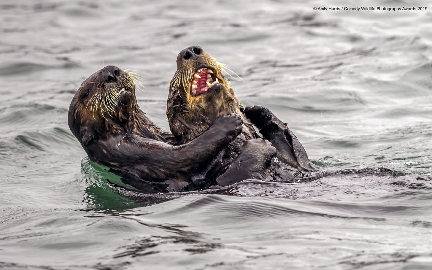 33 soumissions les plus drôles des Prix de photographie humoristique de la faune 2019