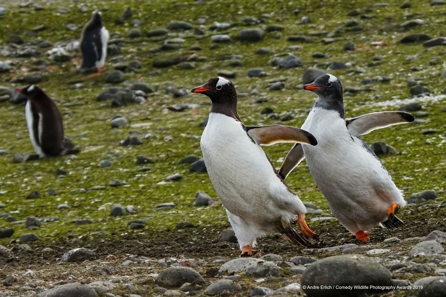 33 soumissions les plus drôles des Prix de photographie humoristique de la faune 2019