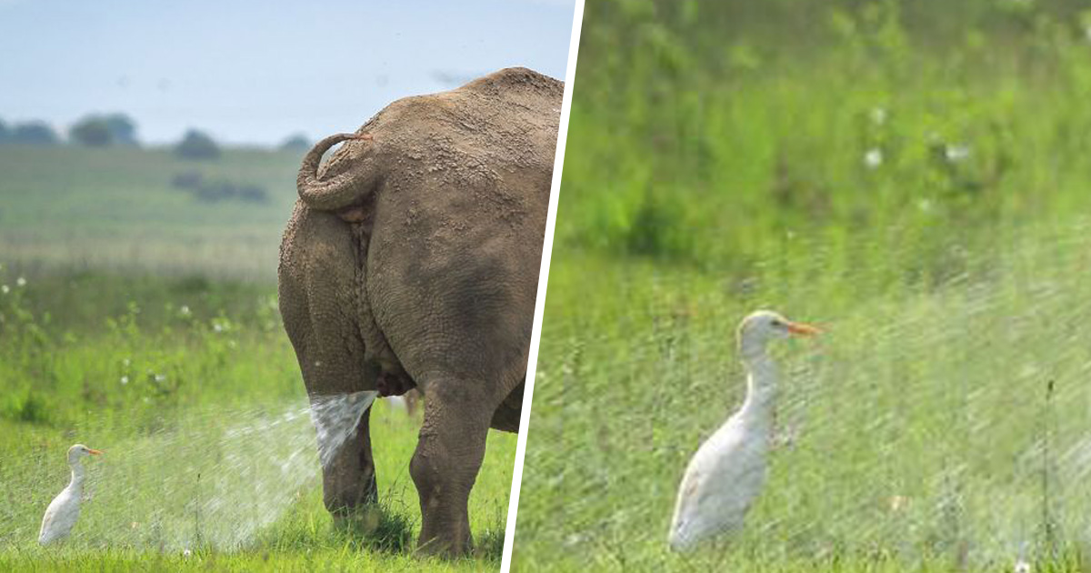33 soumissions les plus drôles des Prix de photographie humoristique de la faune 2019